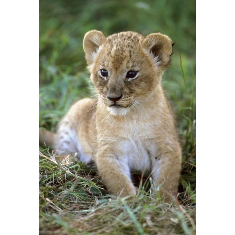 Tanzania Serengeti National Park African lion Poster Print by Kevin Schafer (11 x 17) Image 1