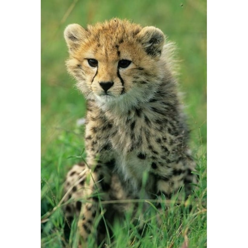 Cheetah Tanzania Serengeti NP Cheetah cub Poster Print by Kevin Schafer (12 x 17) Image 1