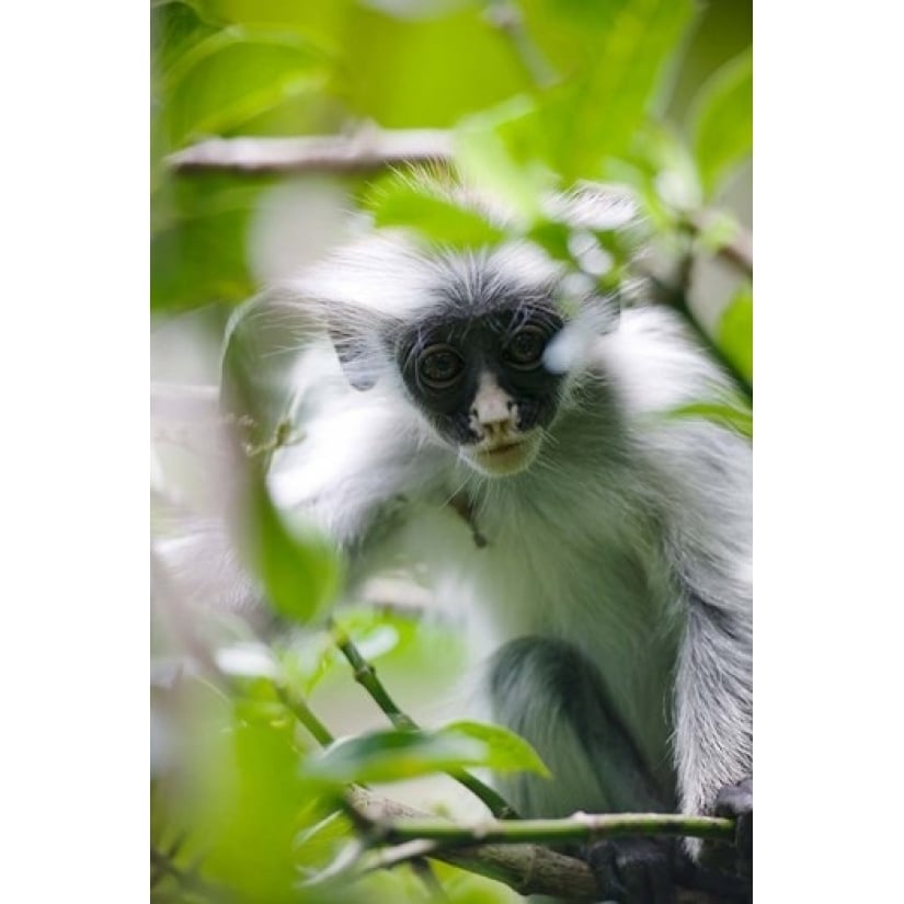 Juvenile Kirks Red Colobus Monkey Jozani Forest Chwaka Bay National Park Zanzibar Tanzania Paul Souders (11 x 17) Image 1