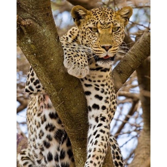 Africa. Tanzania. Leopard in tree at Serengeti NP Poster Print by Ralph H. Bendjebar (14 x 17) Image 1