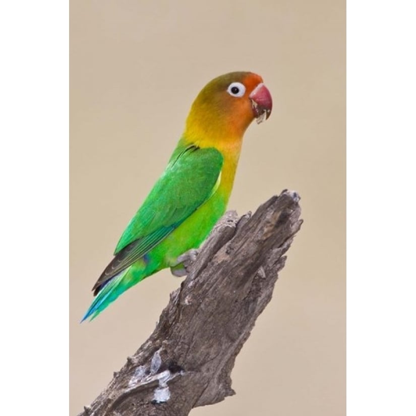 Fischers Lovebird tropical bird Ndutu Tanzania Poster Print by Ralph H. Bendjebar (23 x 34) Image 1