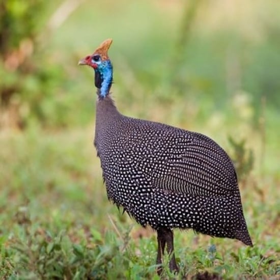 Tanzania. Helmeted Guineafowl at Tarangire NP. Poster Print by Ralph H. Bendjebar (12 x 12) Image 1