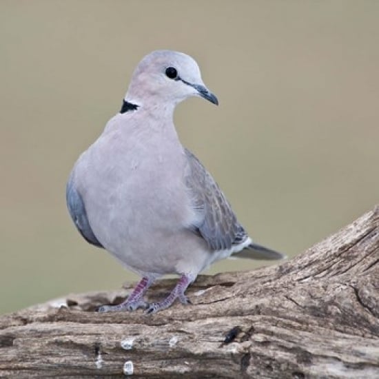 Tanzania. Ring-Necked Dove Ndutu Ngorongoro Poster Print by Ralph H. Bendjebar (12 x 12) Image 1