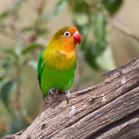 Fischers Lovebird tropical bird Tanzania Poster Print by Ralph H. Bendjebar (34 x 34) Image 1