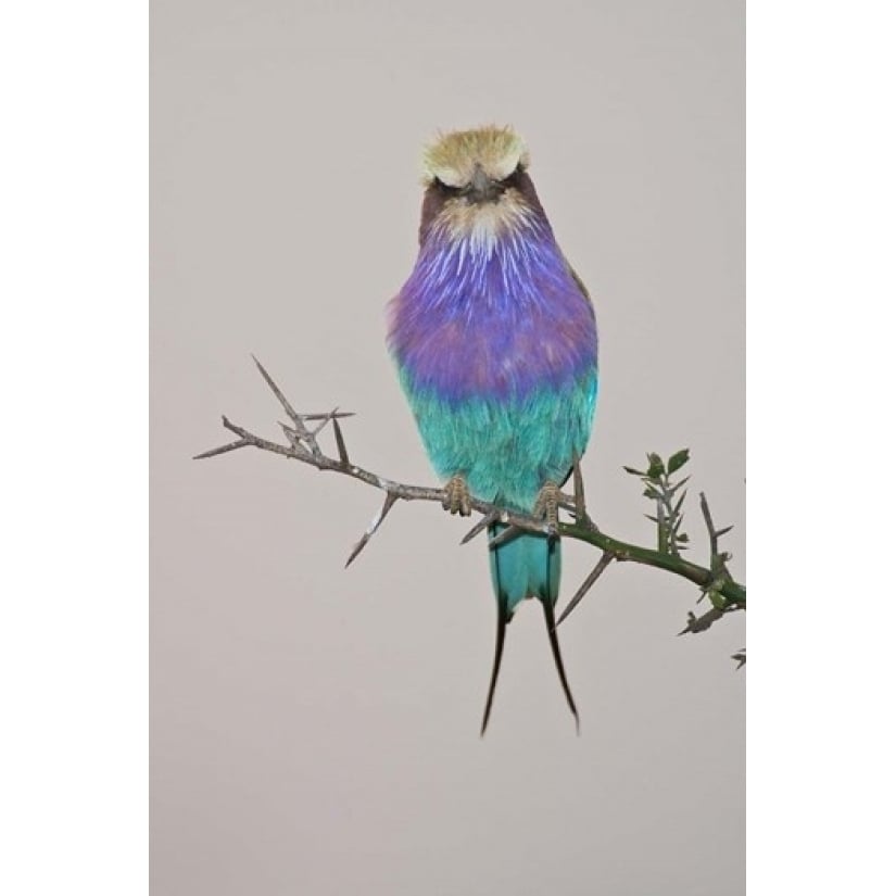 Lilac-breasted Roller Bird pirched on a twig Poster Print by Ralph H. Bendjebar (11 x 17) Image 1