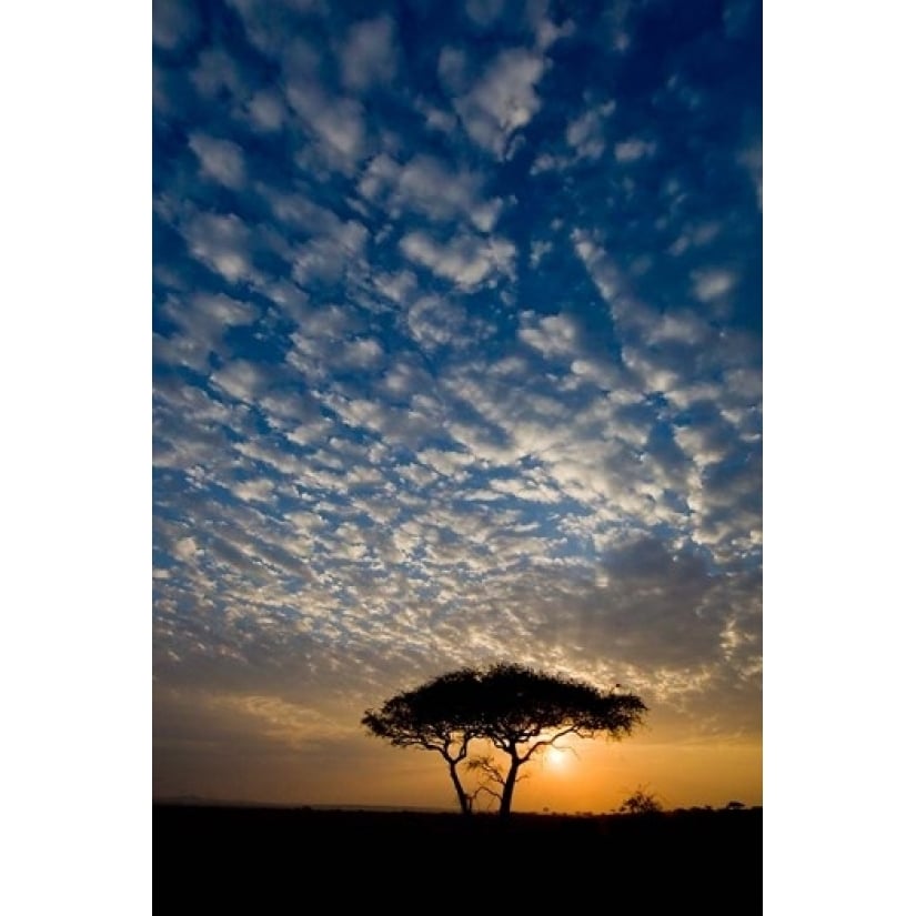 Africa. Tanzania. Sunrise in Serengeti NP. Poster Print by Ralph H. Bendjebar (11 x 17) Image 1