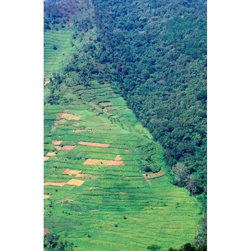 Abutting Agricultural Development Uganda Poster Print by Gavriel Jecan (11 x 17) Image 1