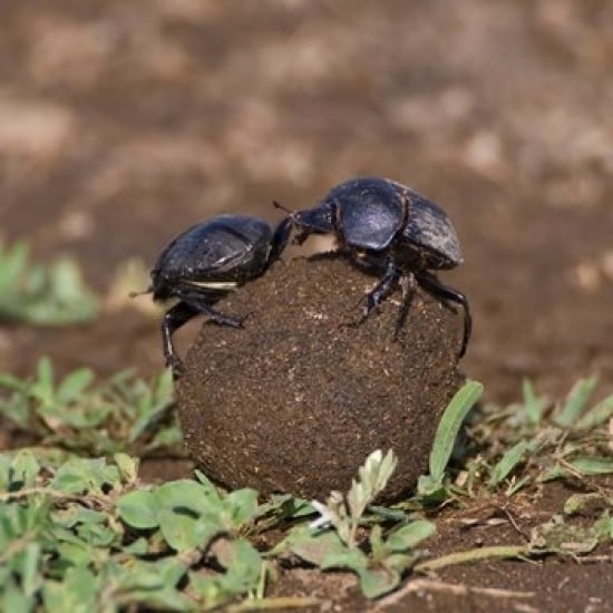 Tanzania Ndutu Ngorongoro Dung Beetle insects Poster Print by Ralph H. Bendjebar (12 x 12) Image 1