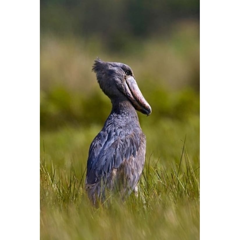 Shoebill bird hunting in wetlands Uganda East Africa Poster Print by Martin Zwick (18 x 24) Image 1