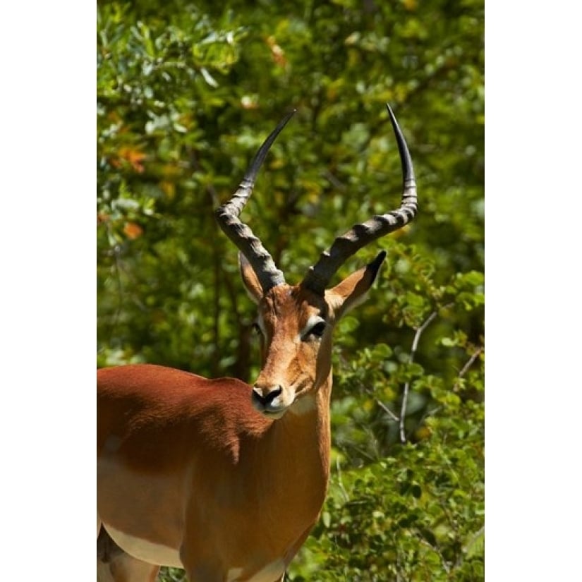 Male Impala Hwange National Park Zimbabwe Africa Poster Print by David Wall (24 x 35) Image 1