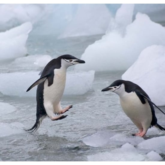 Chinstrap Penguins on ice Antarctica Poster Print by Keren Su (12 x 12) Image 1