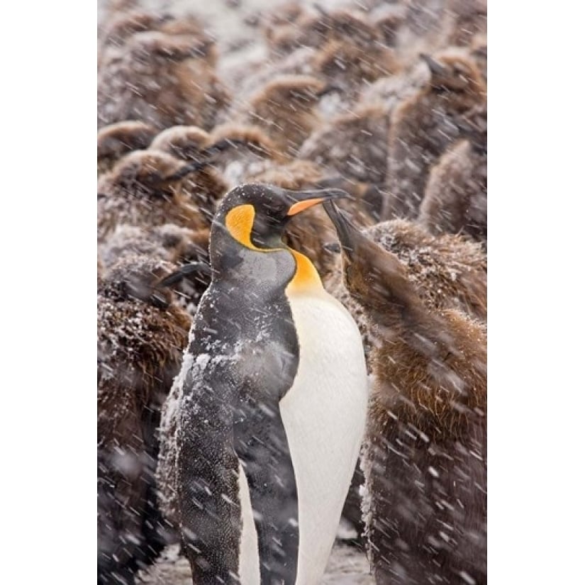 South Georgia Salisbury Plain King penguin Poster Print by Jaynes Gallery (11 x 17) Image 1