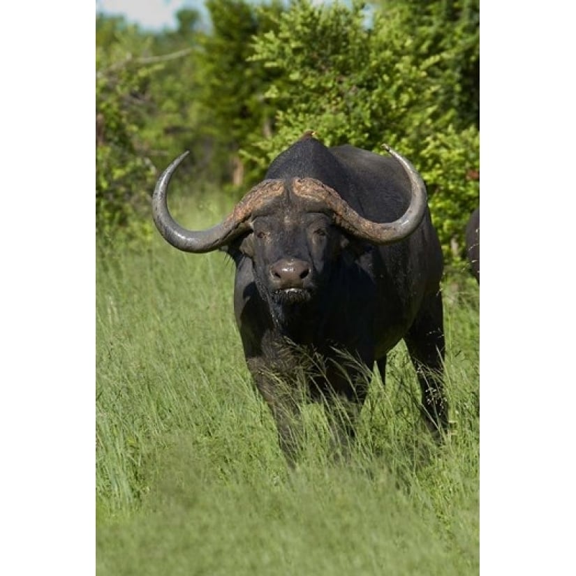 Cape buffalo Hwange National Park Zimbabwe Africa Poster Print by David Wall (12 x 17) Image 1