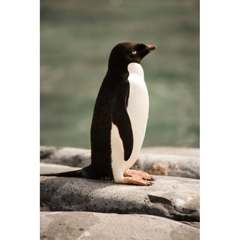 Antarctica. Adelie penguin. Poster Print by Dave Bartruff (11 x 17) Image 1