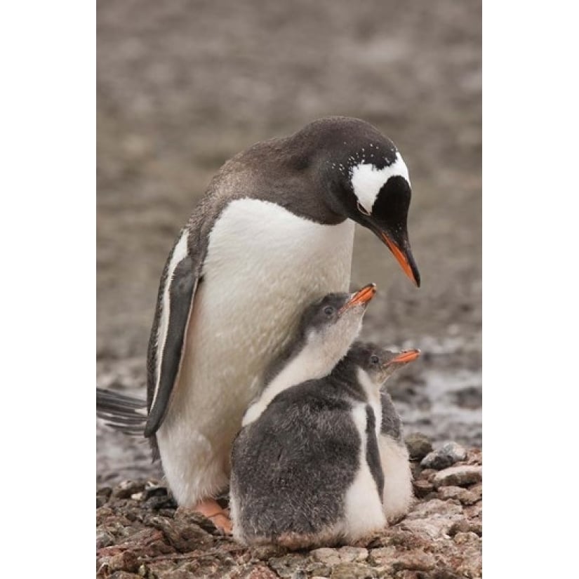 Antarctica Aitcho Island Gentoo penguin Poster Print by Jaynes Gallery (12 x 17) Image 1