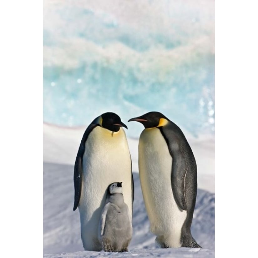 Three Emperor Penguin Snow Hill Island Antarctica Poster Print by Keren Su (18 x 24) Image 1