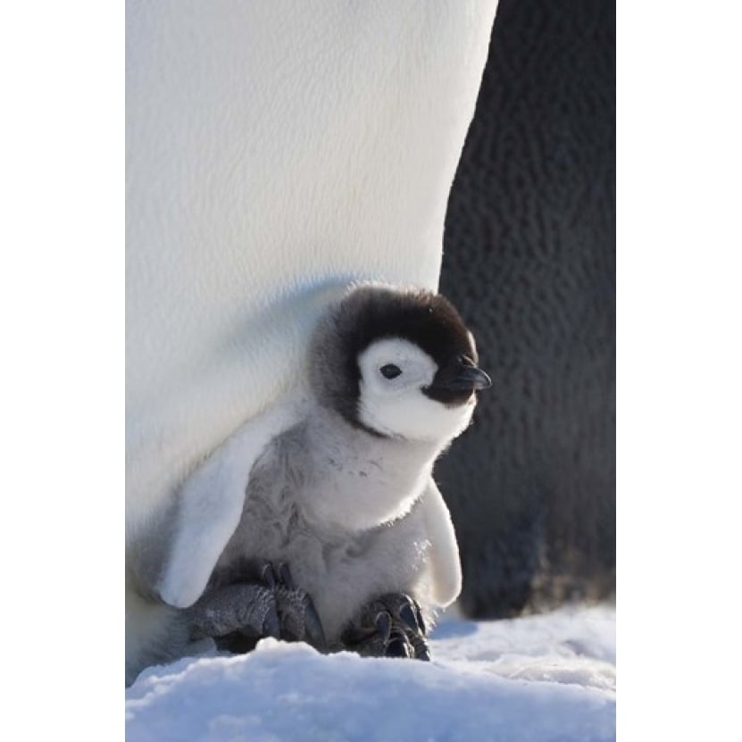 Baby Emperor Penguin  Snow Hill Island  Antarctica Poster Print by Keren Su (11 x 17) Image 1