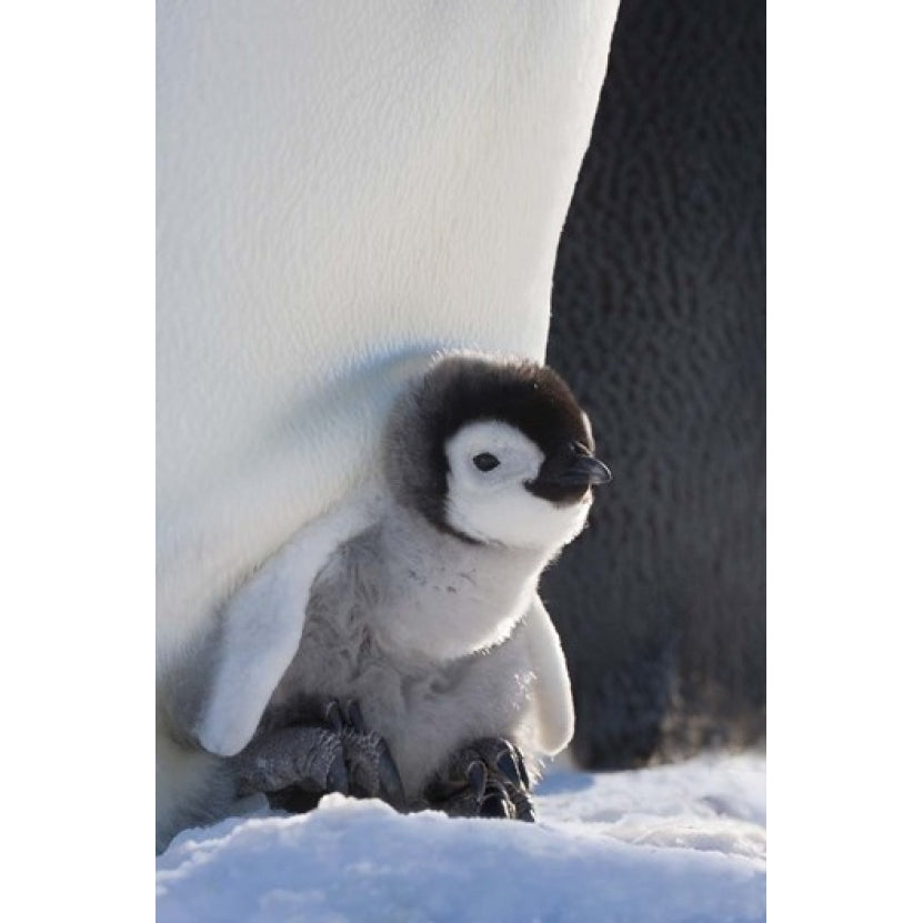Baby Emperor Penguin  Snow Hill Island  Antarctica Poster Print by Keren Su (11 x 17) Image 1
