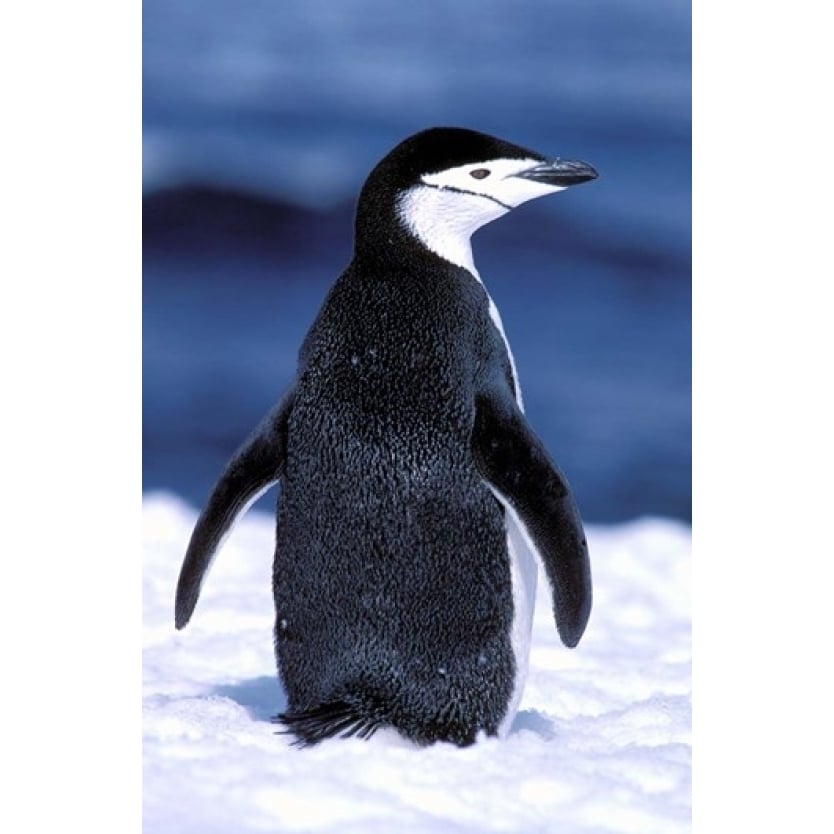 Chinstrap Penguin Weddell Sea Antarctic Peninsula Antarctica Poster Print by Pete Oxford (11 x 17) Image 1