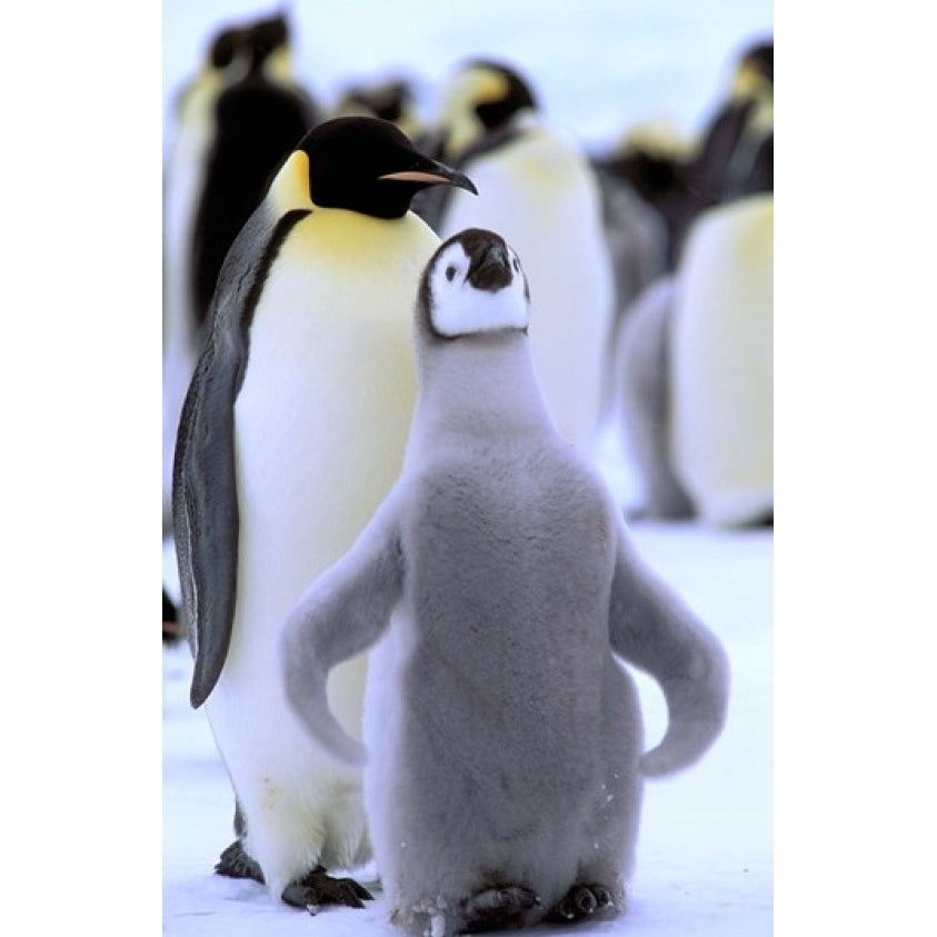 Emperor Penguin with Chick Atka Bay Weddell Sea Antarctic Peninsula Antarctica Print by Pete Oxford (11 x 17) Image 1