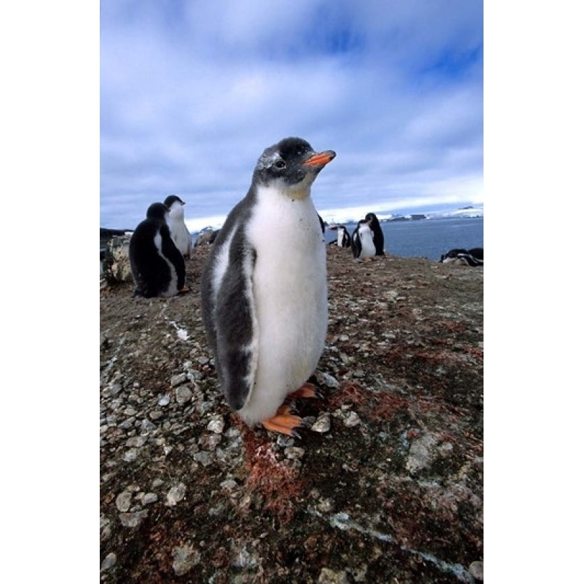 Gentoo penguin chick Antarctica Poster Print by Michael DeFreitas (11 x 17) Image 1