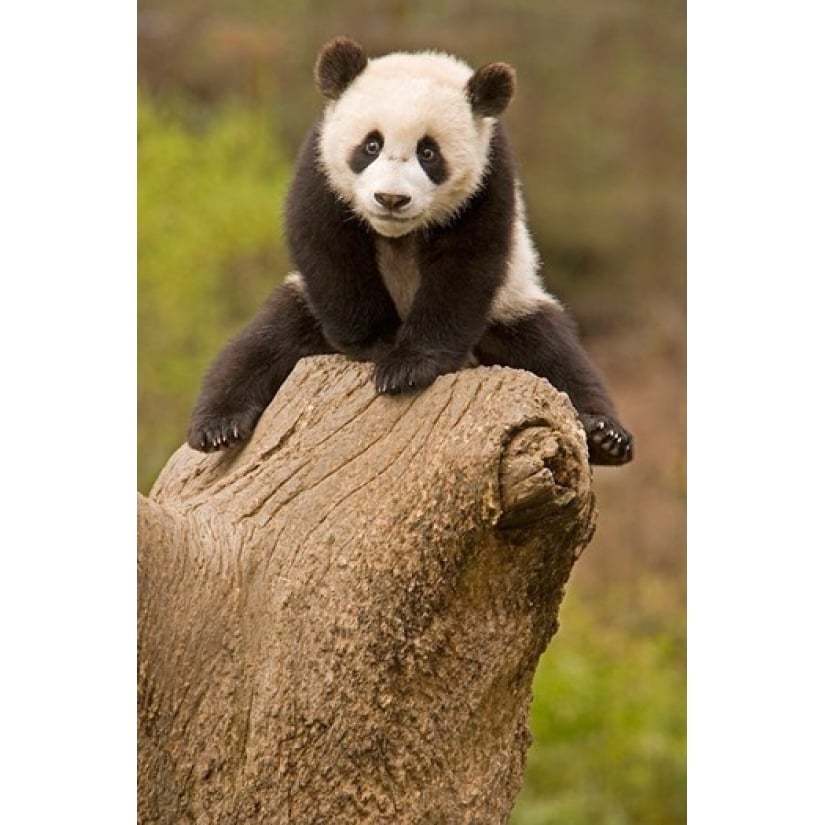 China Wolong Panda Reserve Baby Panda bear on stump Poster Print by Alice Garland (11 x 17) Image 1