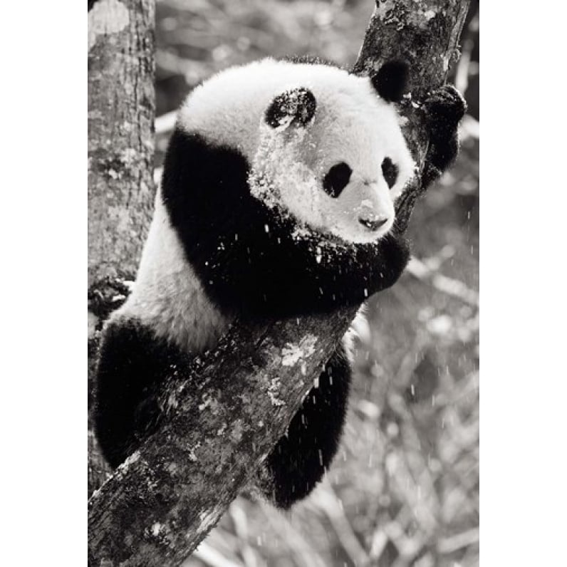 China Sichuan Giant Panda Bear Wolong Reserve Poster Print by Charles Crust (12 x 17) Image 1