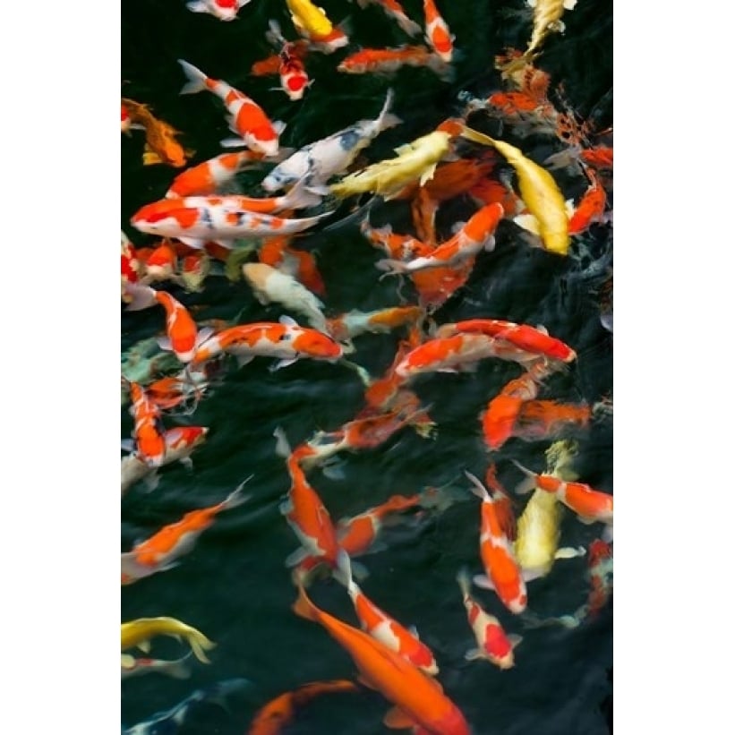 China Hong Kong Kowloon Koi carp in Nan Lian Garden Poster Print by Charles Crust (11 x 17) Image 1