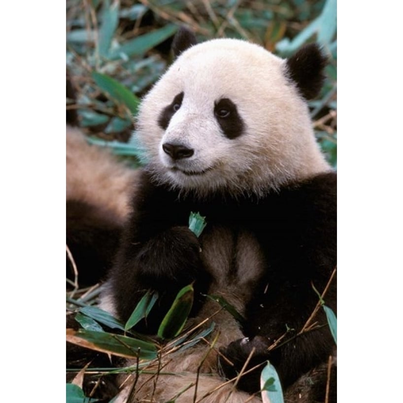 China Chengdu Panda Sanctuary Panda bear Poster Print by Cindy Miller Hopkins (12 x 17) Image 1