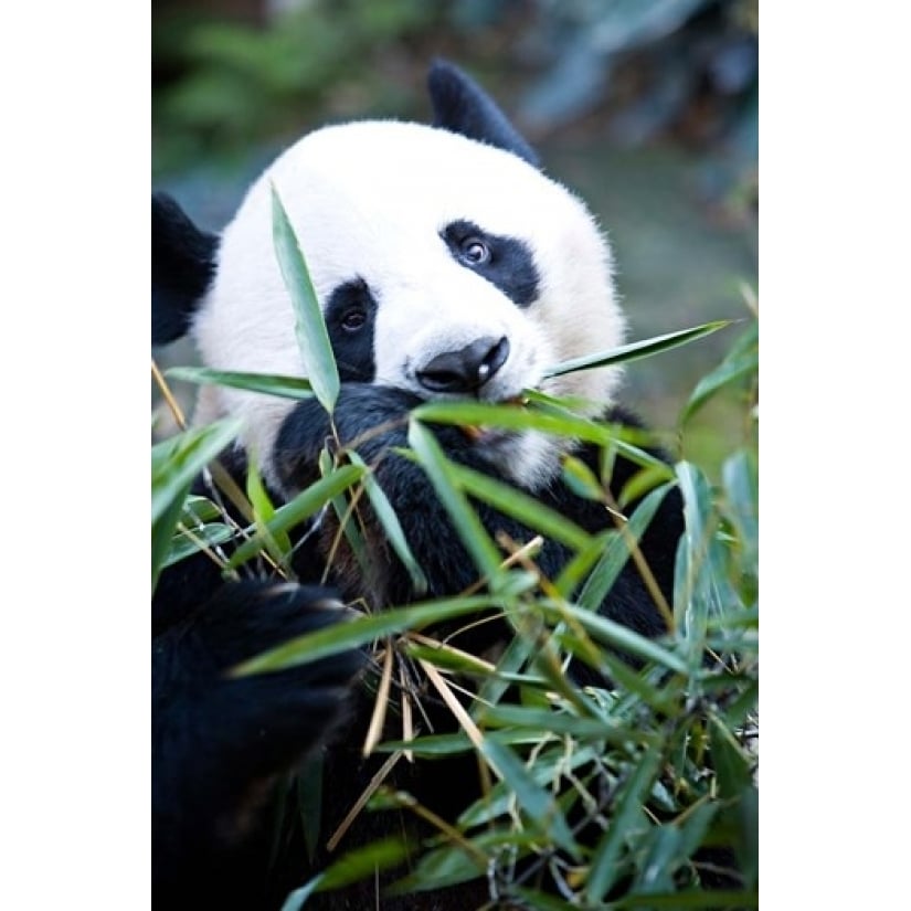 Panda bear Panda reserve Poster Print by Gavriel Jecan (11 x 17) Image 1