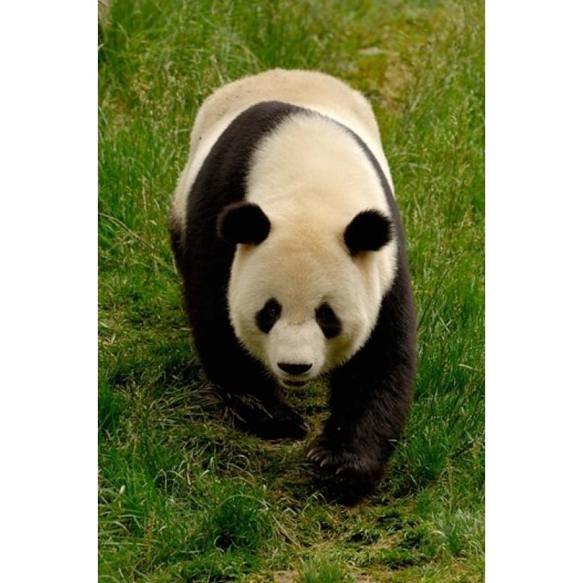 Giant Panda Walking Poster Print by Pete Oxford DanitaDelimont (18 x 24) Image 1