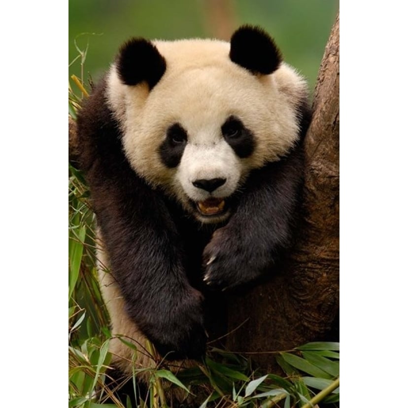 Giant panda bear Poster Print by Pete Oxford DanitaDelimont (18 x 24) Image 1