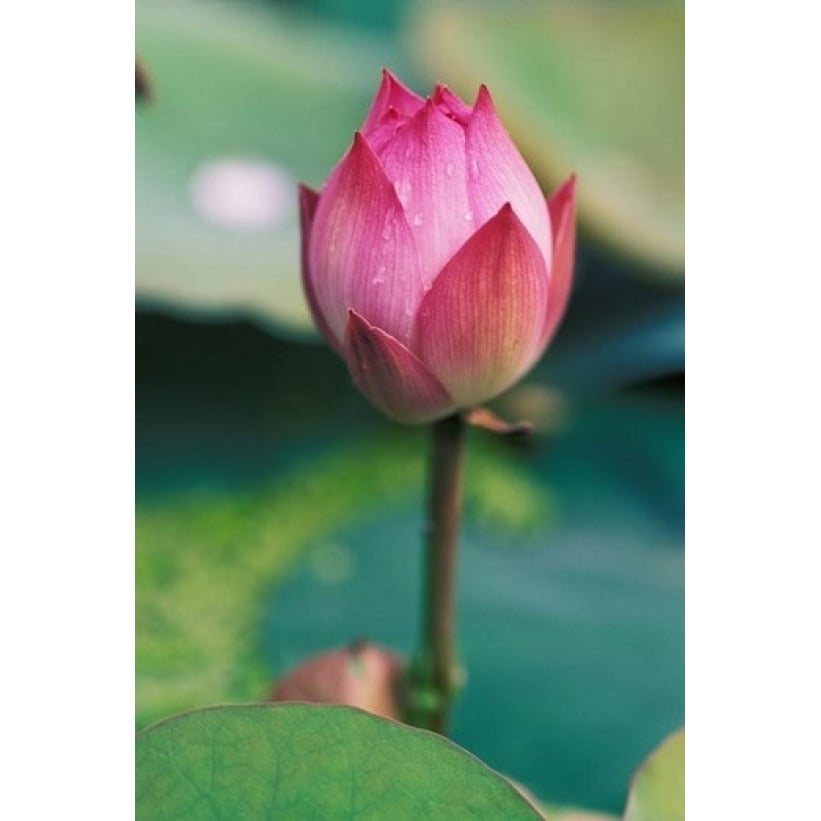 Lotus flower bud Hangzhou Zhejiang Province China Poster Print by Keren Su (12 x 17) Image 1