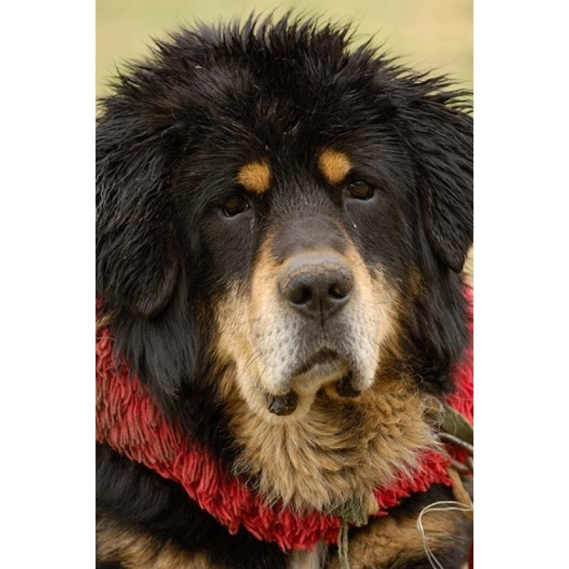 Tibetan Mastiff Dog at the Horse Racing Festival Zhongdian Deqin Tibetan Image 1