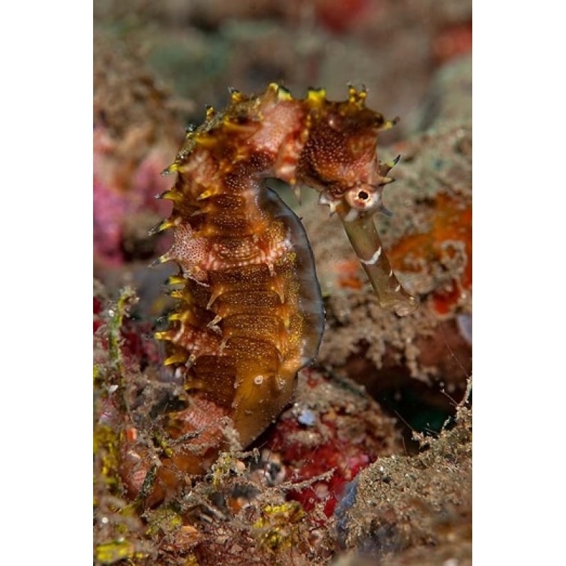 Close-up of adult spiny seahorse Poster Print by Jaynes Gallery (13 x 20) Image 1