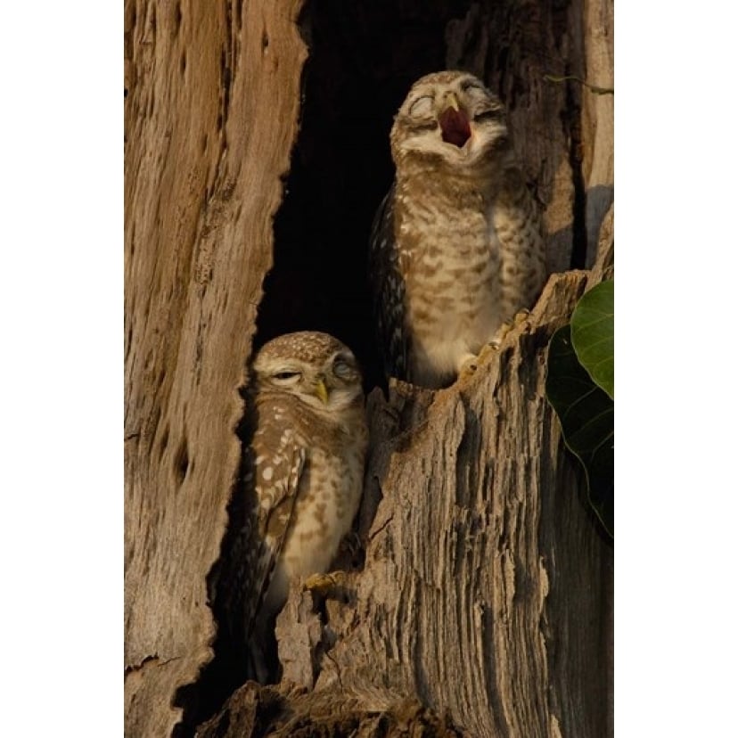 Pair of Spotted Owls Bharatpur NP Rajasthan. INDIA Poster Print by Pete Oxford (19 x 29) Image 1