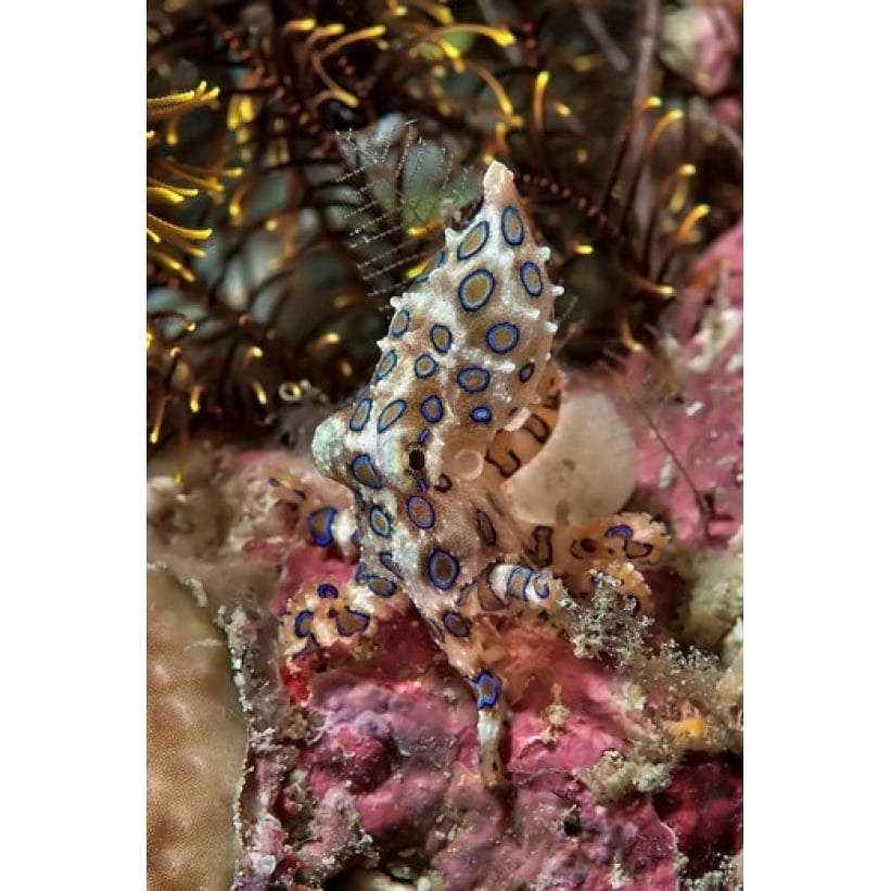 Blue-ring octopus and coral Raja Ampat Papua Indonesia Poster Print by Jaynes Gallery (13 x 20) Image 1