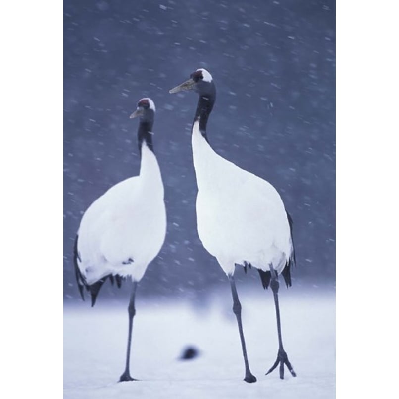 Red-crowned Crane Hokkaido Japan Poster Print by Roy Toft (15 x 22) Image 1