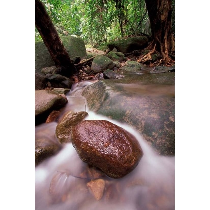 Rainforest Stream Bako National Park Borneo Malaysia Poster Print by Art Wolfe (24 x 36) Image 1