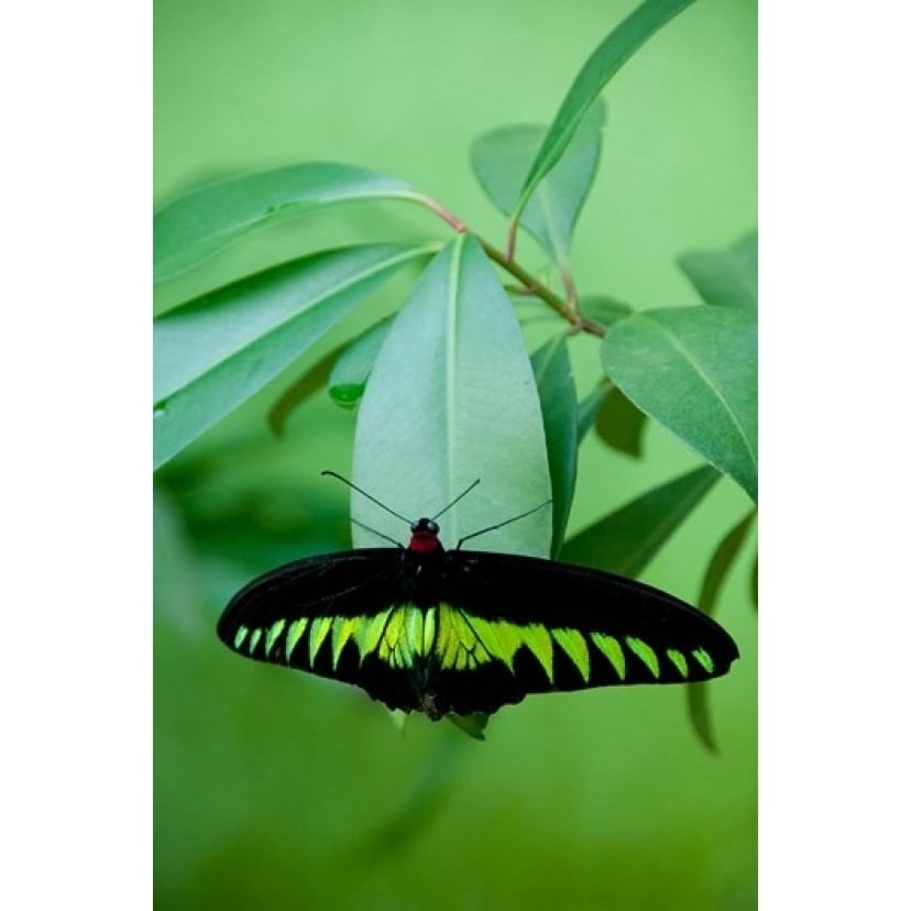 Rajah Brookes Birdwing Malaysias national butterfly Poster Print by Cindy Miller Hopkins (15 x 22) Image 1