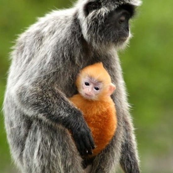 Silver Leaf Monkey and offspring Borneo Malaysia Poster Print by Jay Sturdevant (18 x 18) Image 1