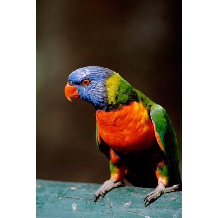 Australia Queensland Rainbow lorikeet bird Poster Print by Cindy Miller Hopkins (17 x 26) Image 1