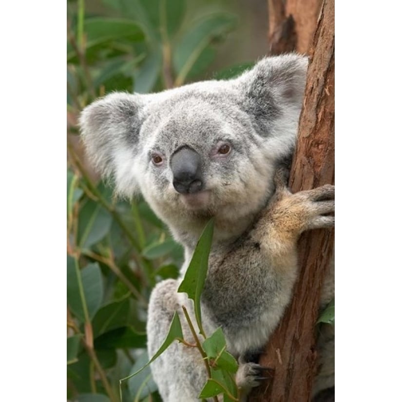 Koala Australia Poster Print by David Wall (24 x 36) Image 1