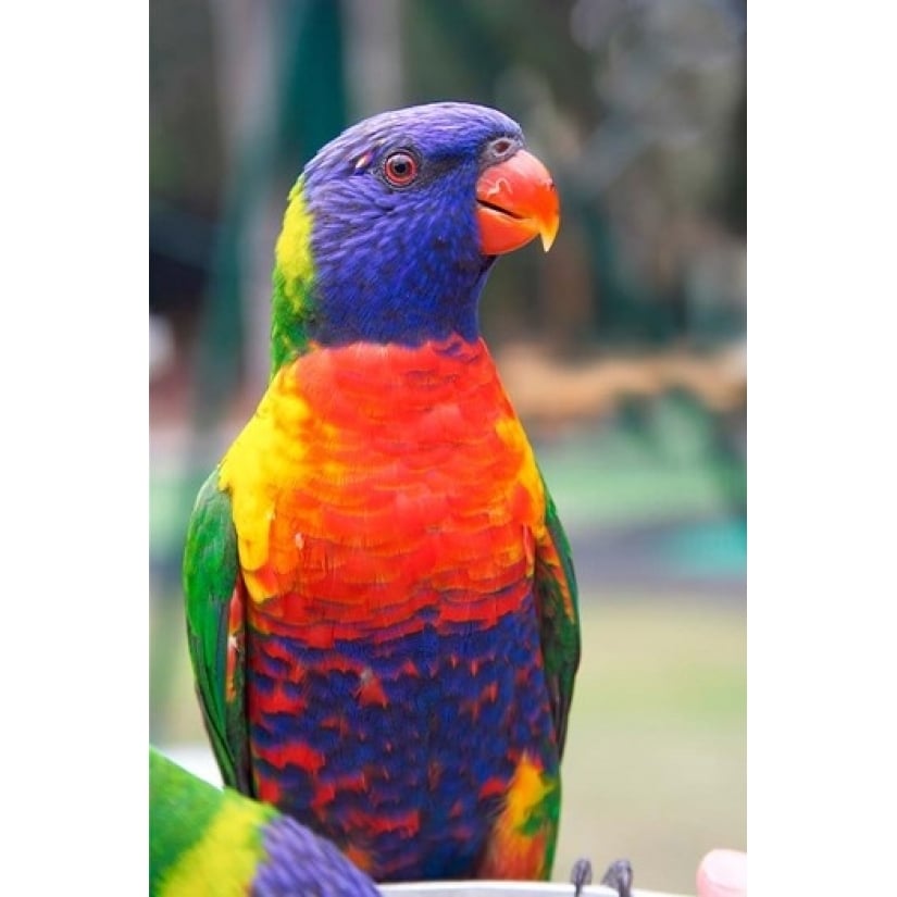 Rainbow Lorikeet Australia (side view) Poster Print by David Wall (17 x 26) Image 1