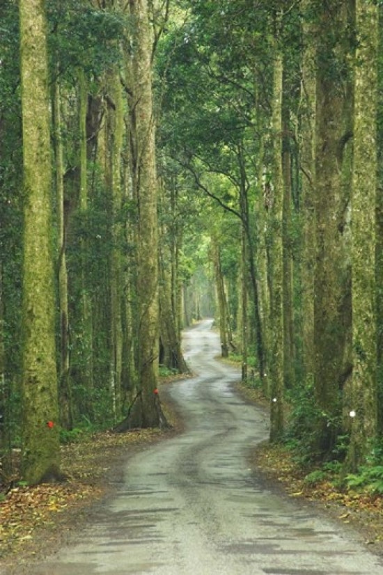 Road through Rainforest Lamington National Park Gold Coast Hinterland Queensland Australia Print by David Wall Image 1