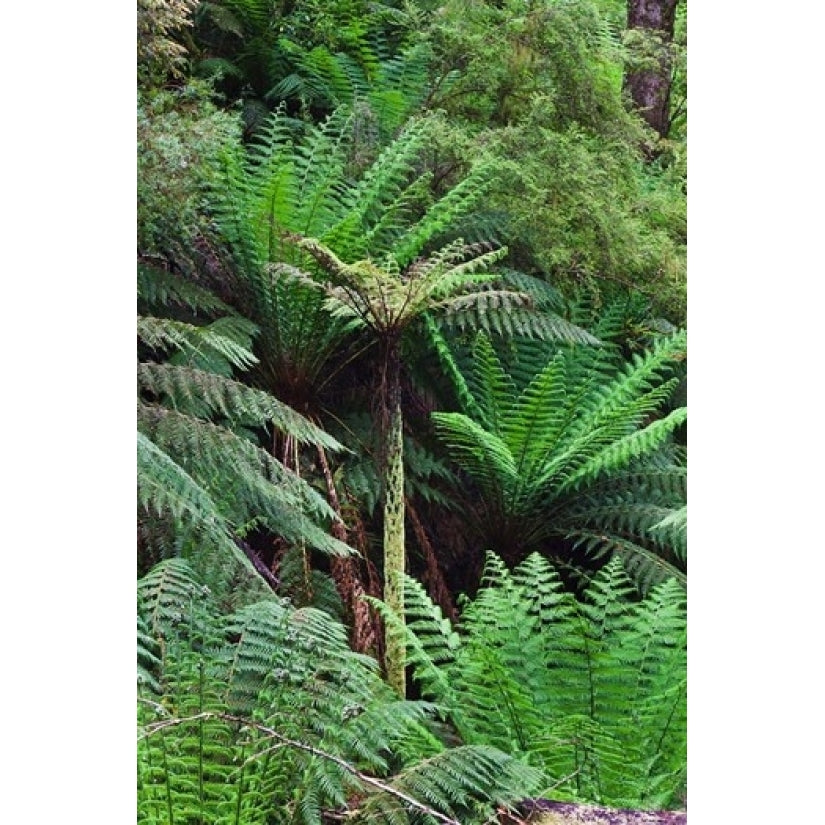 Tree Fern in Melba Gully Great Otway NP Victoria Australia Poster Print by Martin Zwick (19 x 29) Image 1