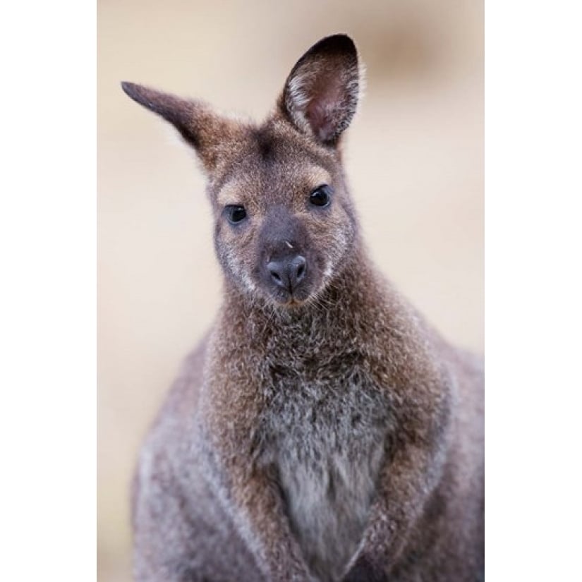 Close up of Red-necked and Bennetts Wallaby wildlife Australia Print by Martin Zwick Image 1