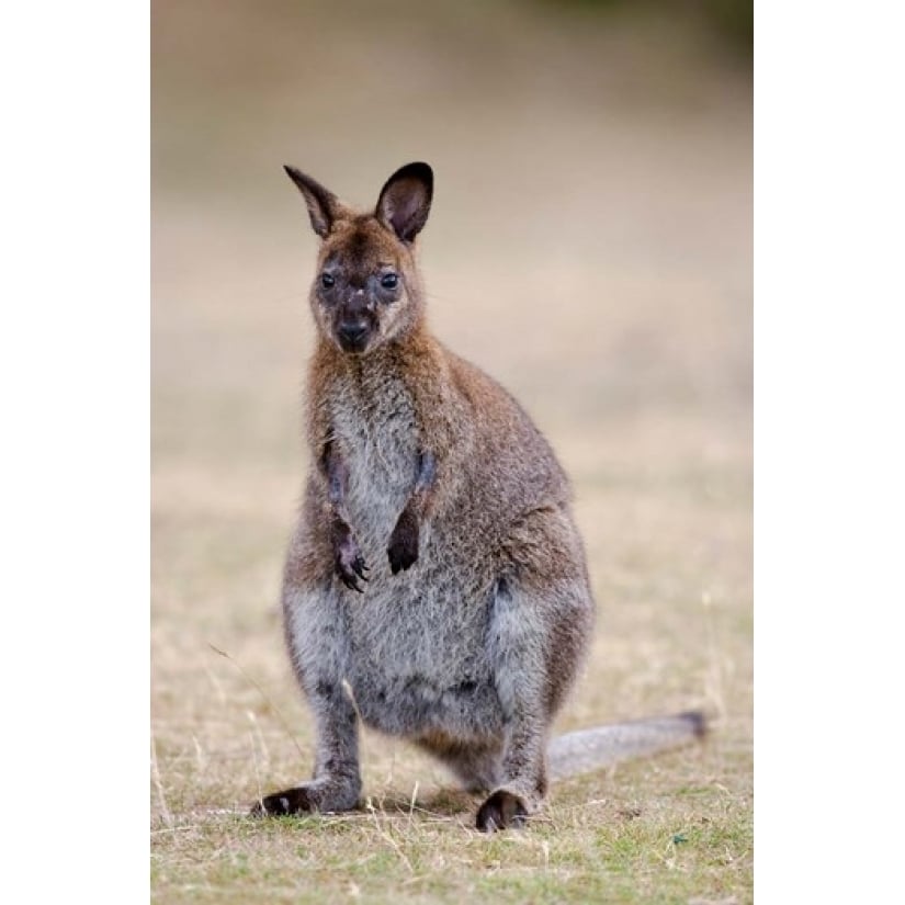 Red-necked and Bennetts Wallaby wildlife Australia Poster Print by Martin Zwick (12 x 18) Image 1