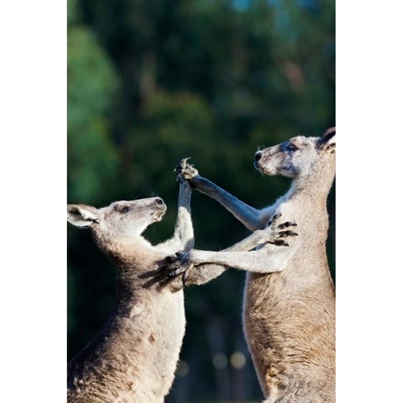 Pair of Eastern grey kangaroo Australia Poster Print by Martin Zwick (19 x 29) Image 1