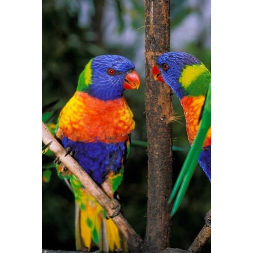 Australia Pair of Rainbow Lorikeets bird Poster Print by Peter Skinner (18 x 27) Image 1